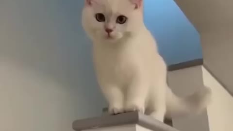 Cute cat Funny cat