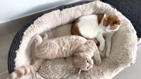 Kitten Adorably Lays On His Back