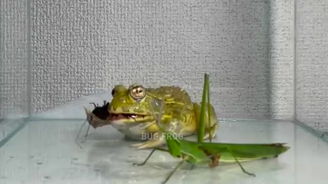 Fold a large grasshopper in two and eat / Pacman frog , African bullfrog【LIVE FEEDING】