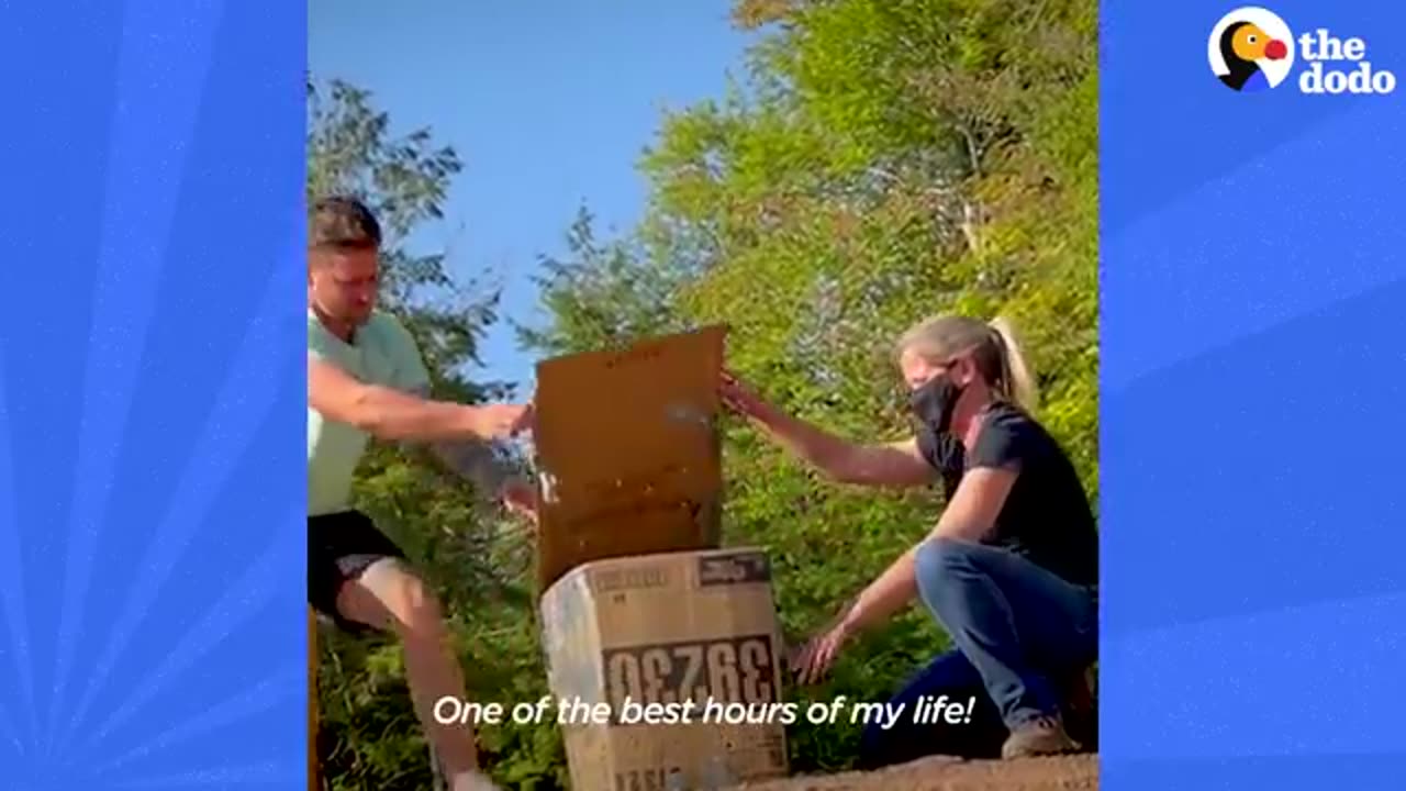 Guy Saves Bald Eagle From Drowning In River | The Dodo Faith = Restored