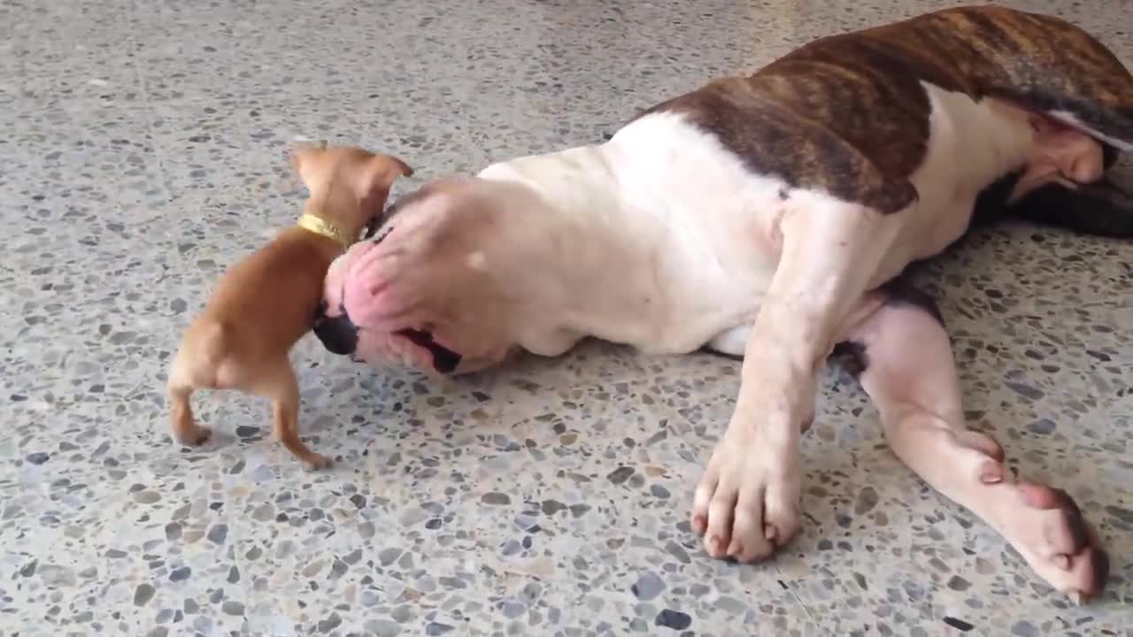 Tiny chihuahua puppy adorably teases sleepy American bulldog