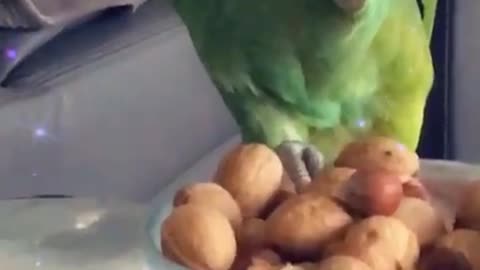 cutest parrot