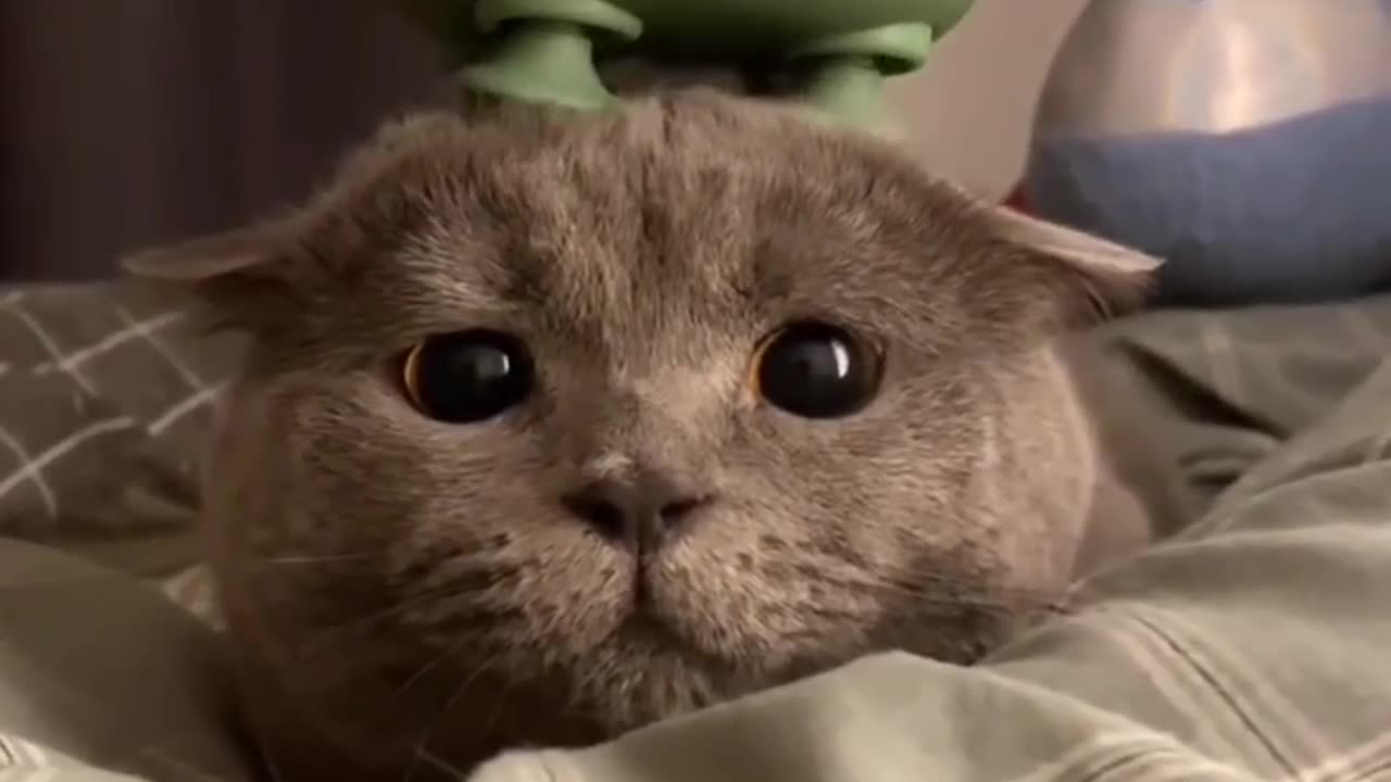 Cute cat video 🥹😻 she is enjoying 😻