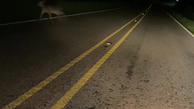 Confused Fawn Runs Toward Headlight