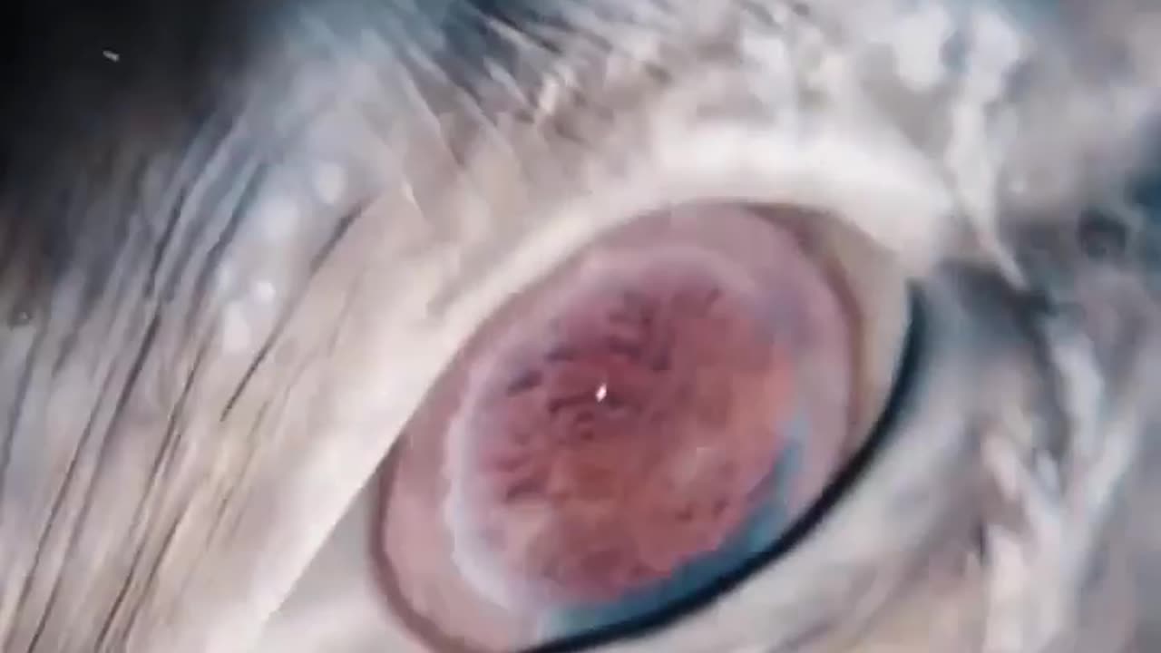 Close-up of a rare gray whale's eye