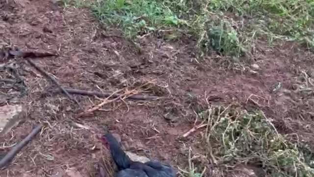 Woman Frees Chicken Stuck in Gate