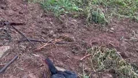 Woman Frees Chicken Stuck in Gate