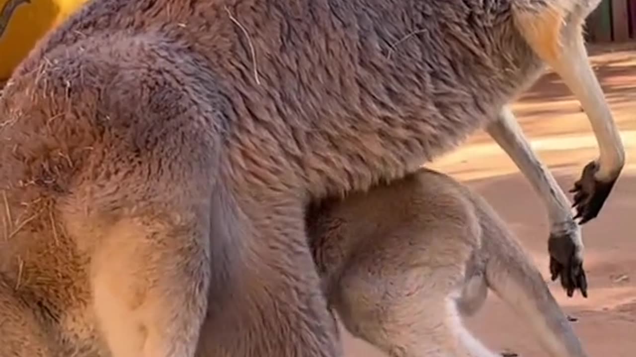 Best funny animal