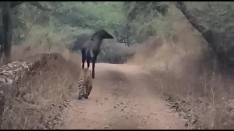 Male Nilgai is too big for a leopard.