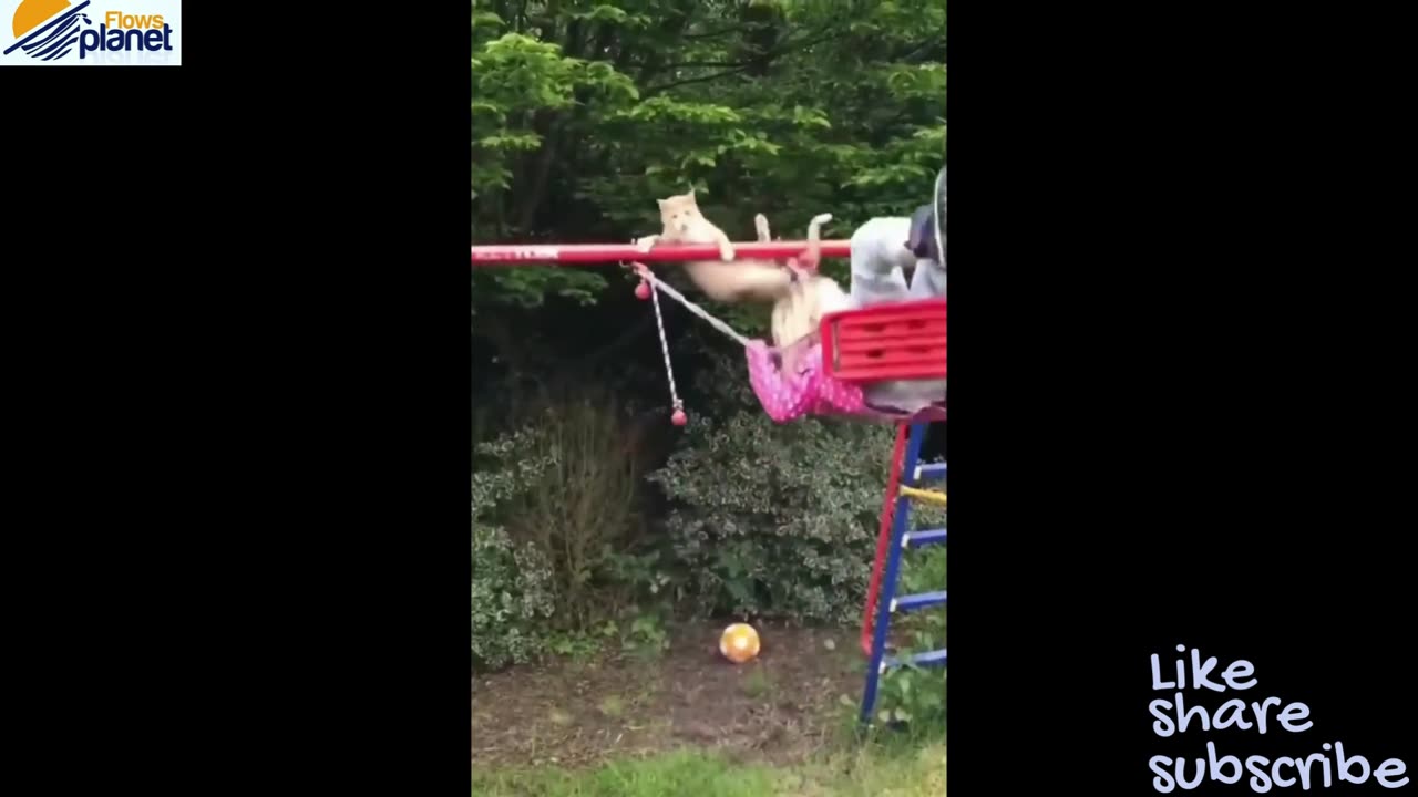 Funny Dog and Cat Video #5