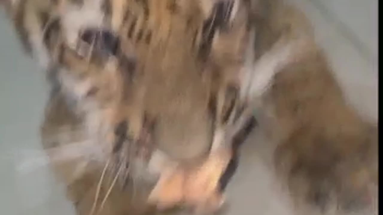 Tiger cub feeding.