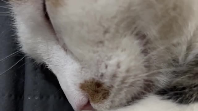 Cute cat snoring while sleeping!