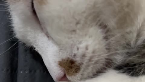 Cute cat snoring while sleeping!
