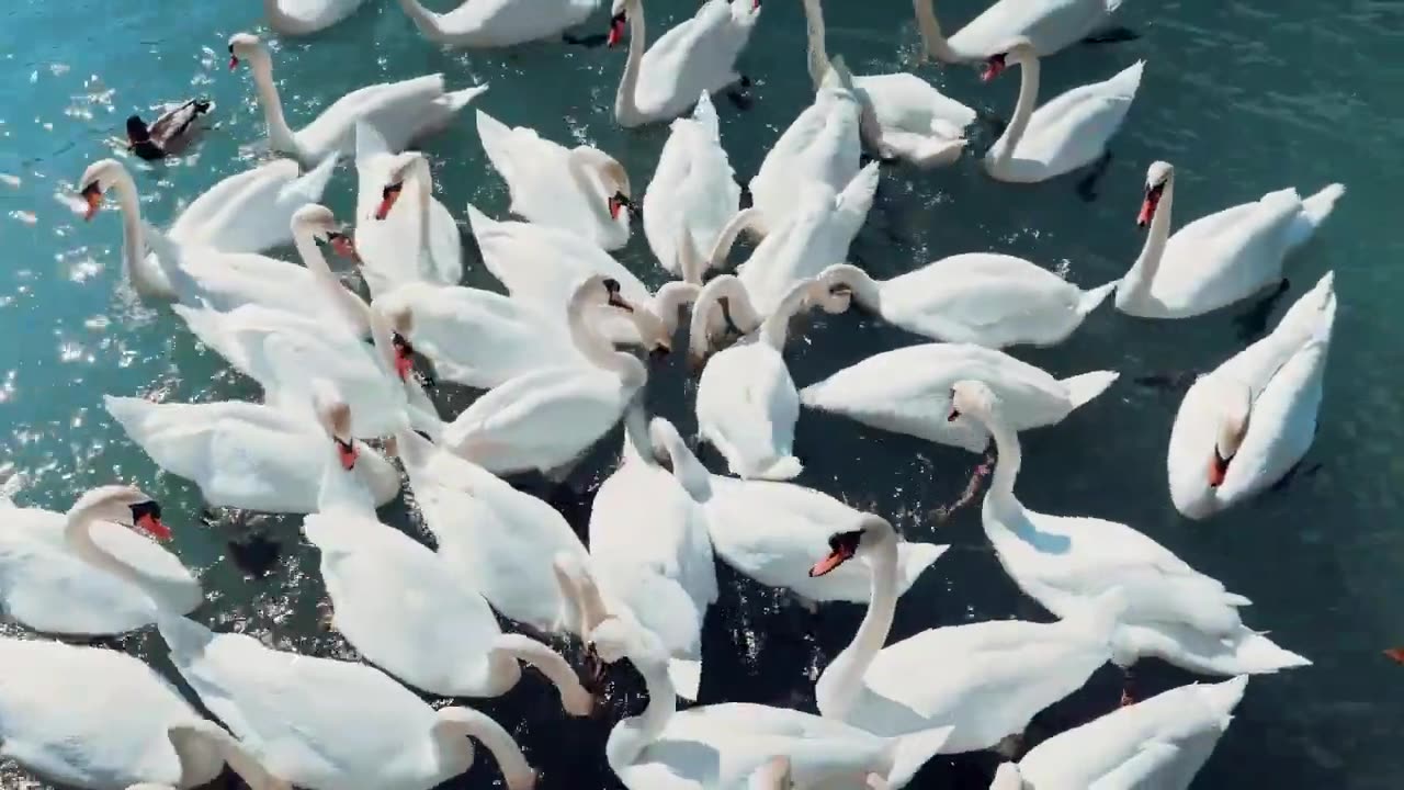 Graciousness: A Swan's Graceful Dance - Beautiful Music Piano - CreaVids