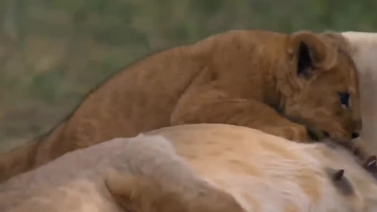 Helpless Leopard Watches Her Poor Cub Being Destroyed By Evil Eagle But Doing Nothing