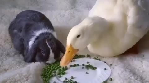 🙏❤️🎉🎉🎉🎊🎊🎊️SWEET AND FUNNY ANIMAL SHOTS 🙏❤️❤️🎉🎉🎉🎊🎊🎊