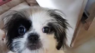 PET HAIRDRESSERS IN PATTAYA CITY, THAILAND.
