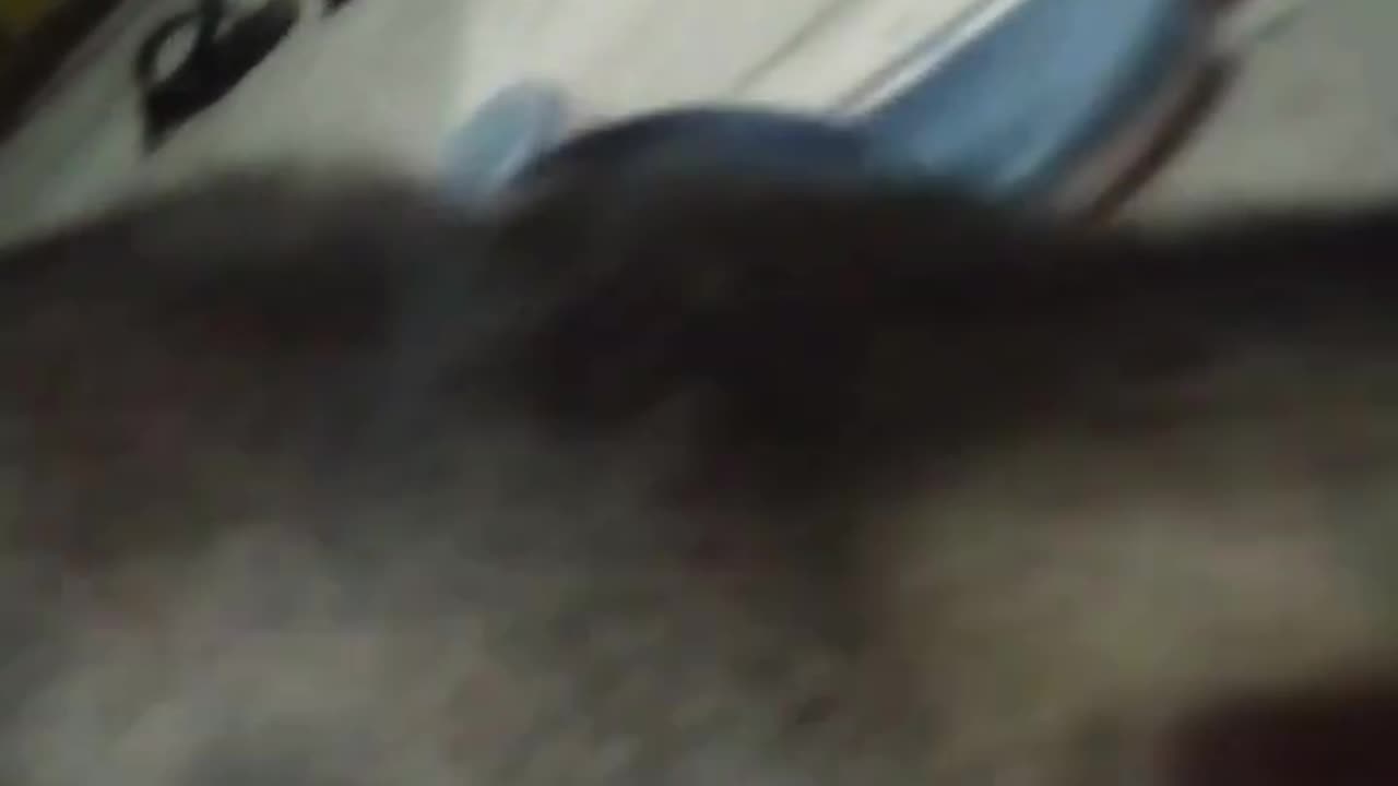 Cat fish ka kata kaise khata hai 🙉🐈