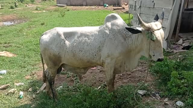 Cow in Africa