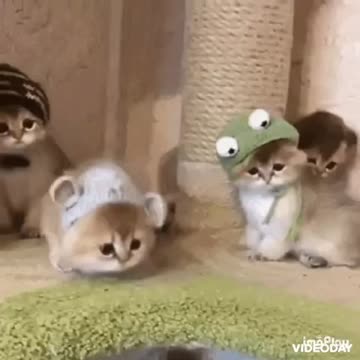 Cute Cat Gif