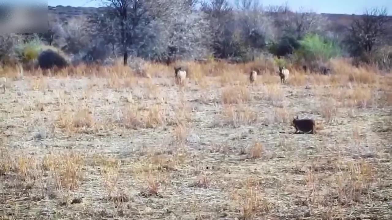 unbelievable caracal attacks wild boars