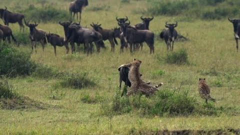 unbelievable cheetah attacks ginu