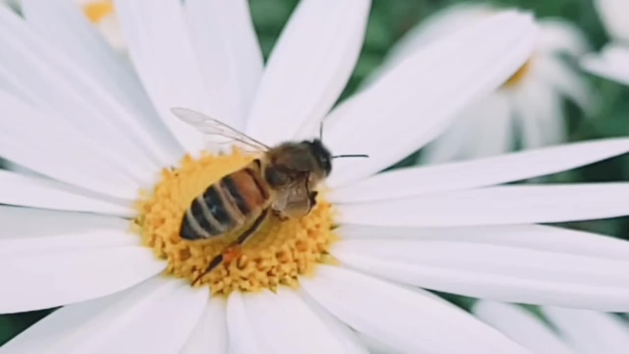 white Daisies and Bee.