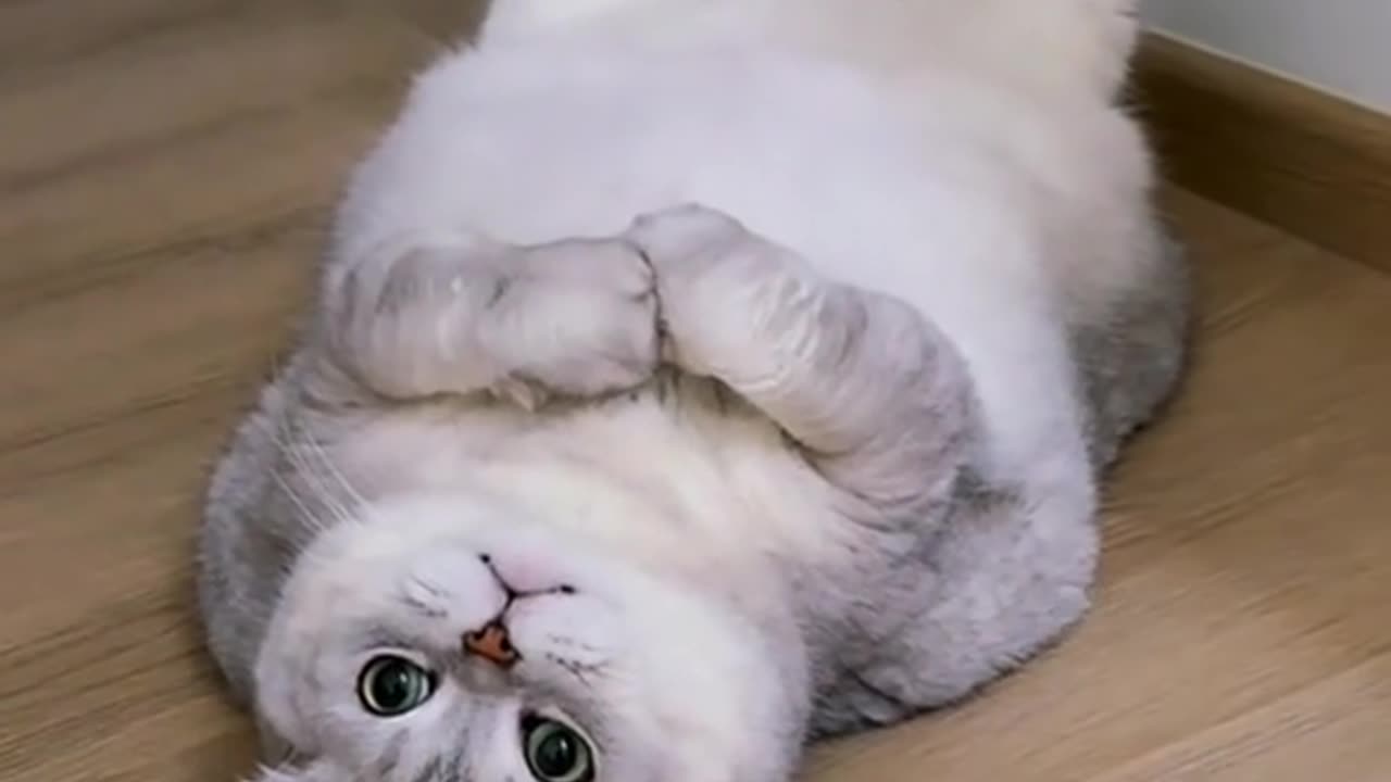 Cute cat funny 🥰 kucing 🐈 suka rebahan