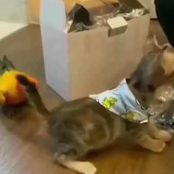 How Funny Is This - I know You're Going To Laugh