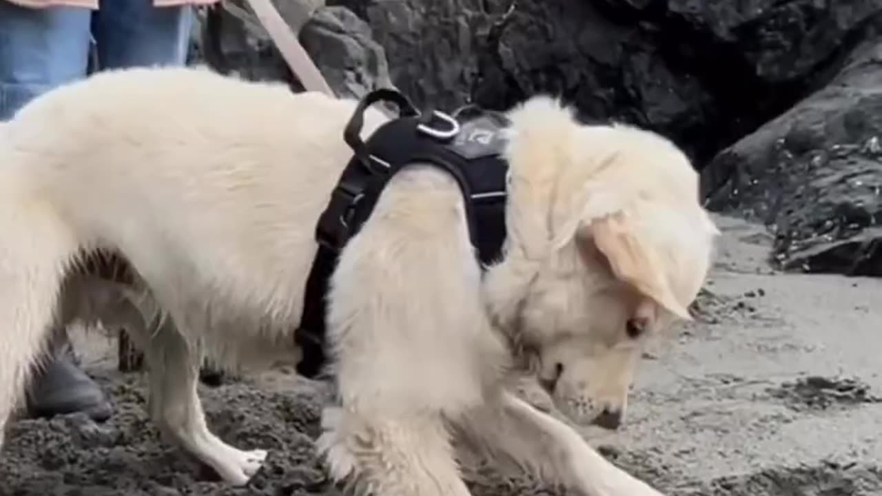 Dogs Viral Moments of 2022!