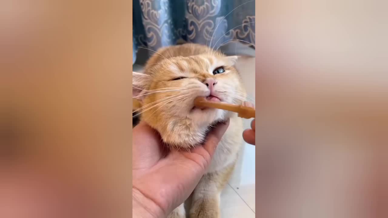 Cute Cat Brushing Teeth