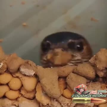 PÁSSARO CONSTRUINDO SEU NINHO.