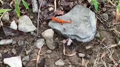 TEENY TINY AND ORANGE