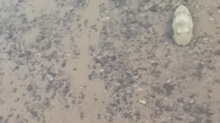 Cuttlefish Scares Tourists in Egypt