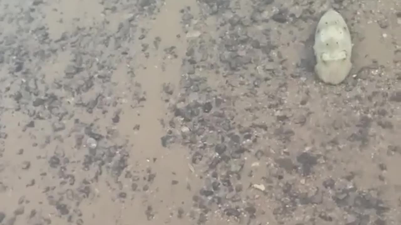 Cuttlefish Scares Tourists in Egypt