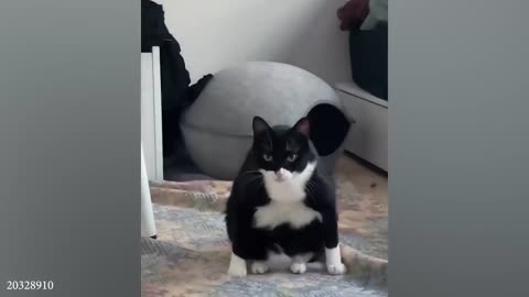 funny cats