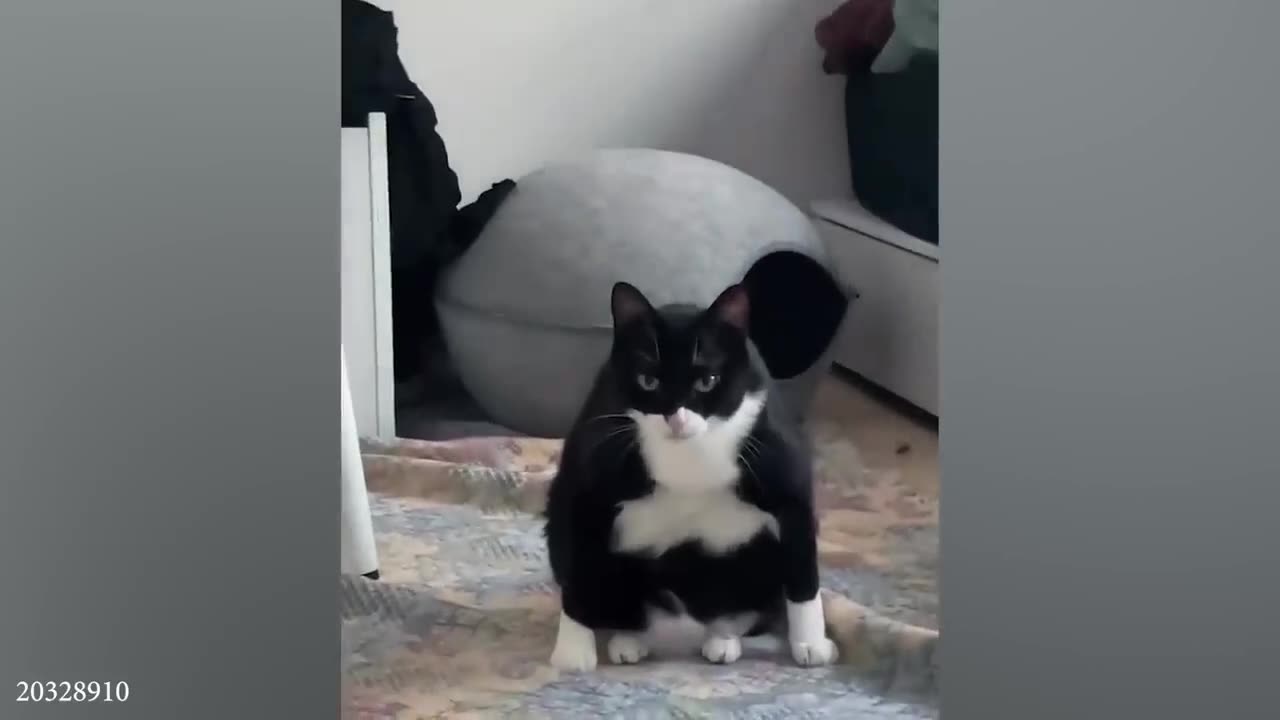 funny cats