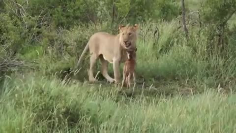 Lioness Protects a Baby Antelope