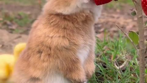 Little rabit testing a stebbarry