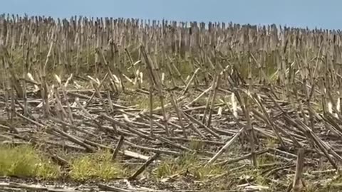 Mother hare trying to protect her babies from a hawk