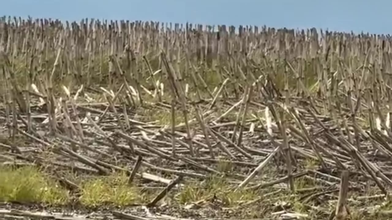 Mother hare trying to protect her babies from a hawk