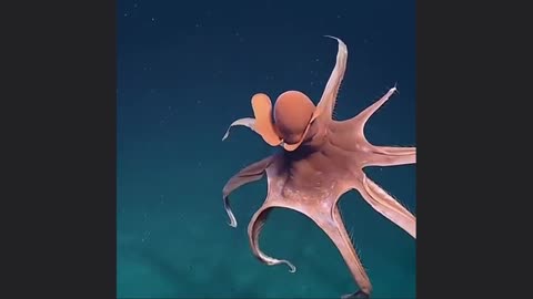 Octopus Defense Mechanism Initiated🐙