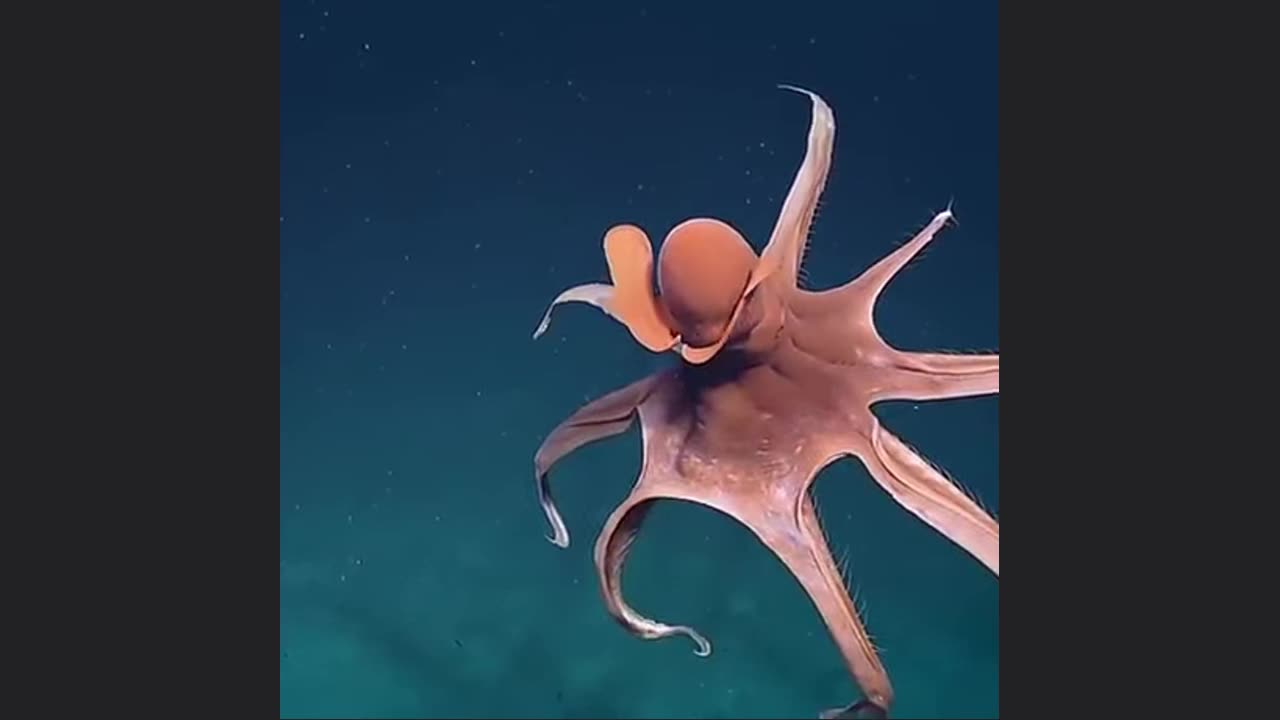 Octopus Defense Mechanism Initiated🐙