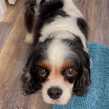 My cavalier King Charles wants a treat…