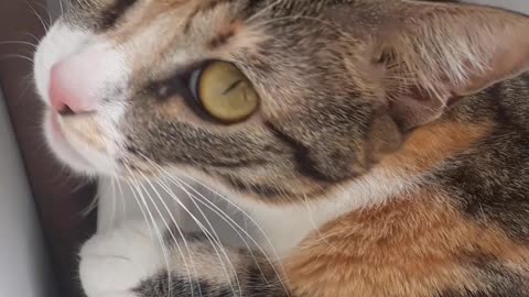 Gata nina