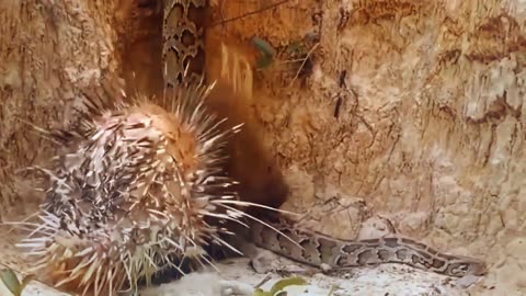 Can a python kill a porcupine?