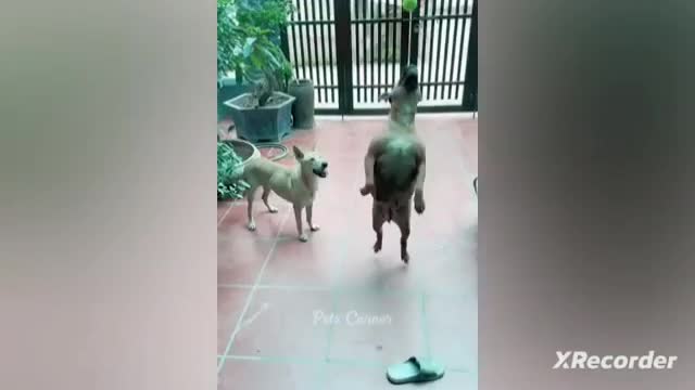 Funniest Animals 2023😂Best Funny Cats and Dogs