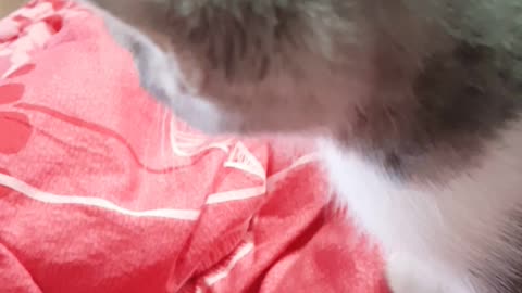 A cute kitten's purr song