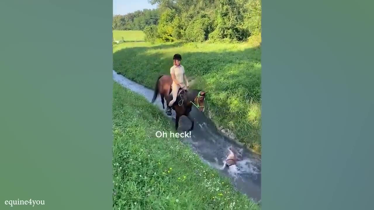 funny cats