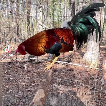 Yellow leg hatch stag